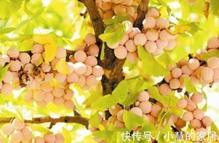 “美丽有毒”的植物，快来认识11种“毒花毒果”，不吃亏不上当