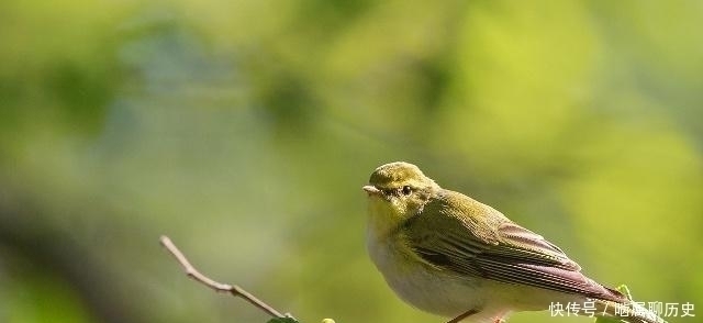 写实主义|李商隐晚年一首诗,开头唯美,最后两句极为伤悲,堪称千古绝句