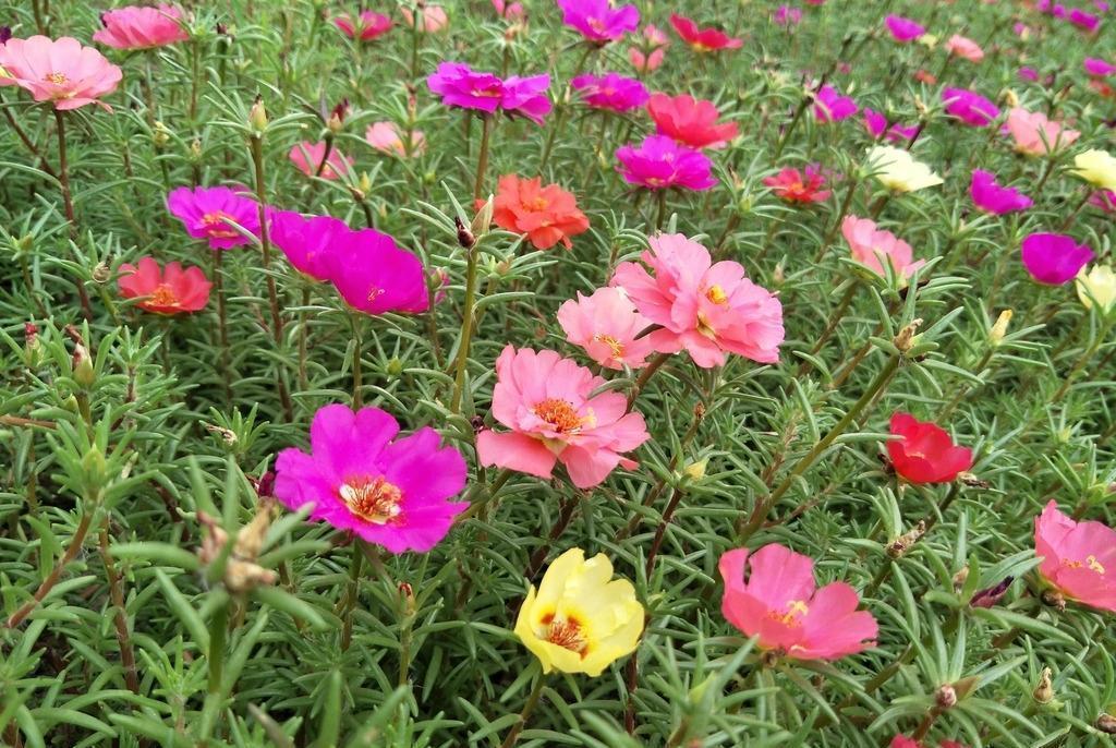 铜钱草|狠心“剃头”效果好,养花就该这样做,特别是对它们