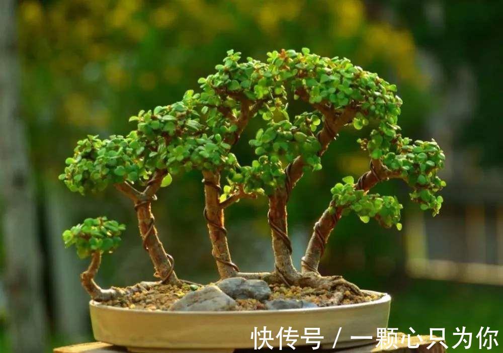 金枝玉叶|金枝玉叶冬季烂根,主要因为有“4怕”,顺利避开长势也不差