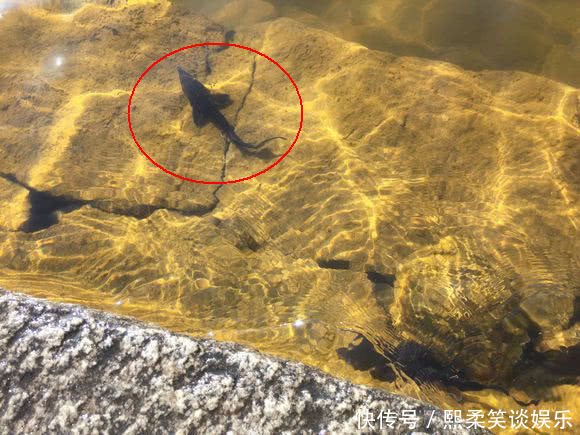 野生|洪水中大量鲟鱼靠岸,各地频繁有人钓获,是中华鲟吗?