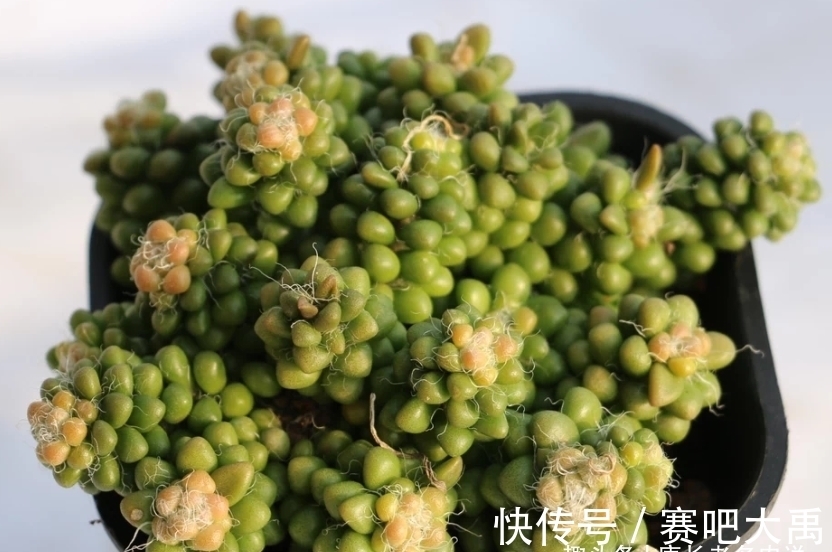 多肉茶笠是个小可爱，不但毛茸茸的，而且养出状态后还能变成彩色