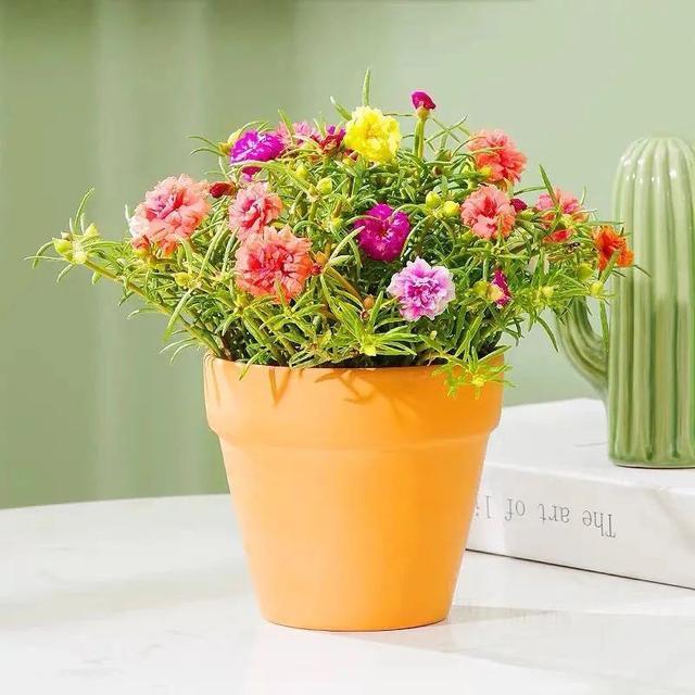 株型|最爱晒太阳的8种花，越晒开花越多，阳台养几盆，开花成海