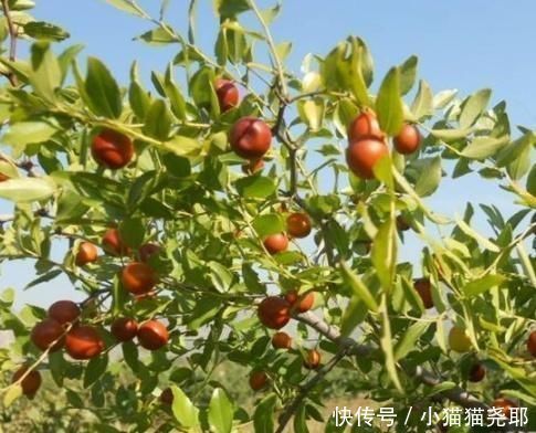 大天亮|它是天然“安眠药”每天泡水喝,安神好眠,一觉睡到“大天亮”