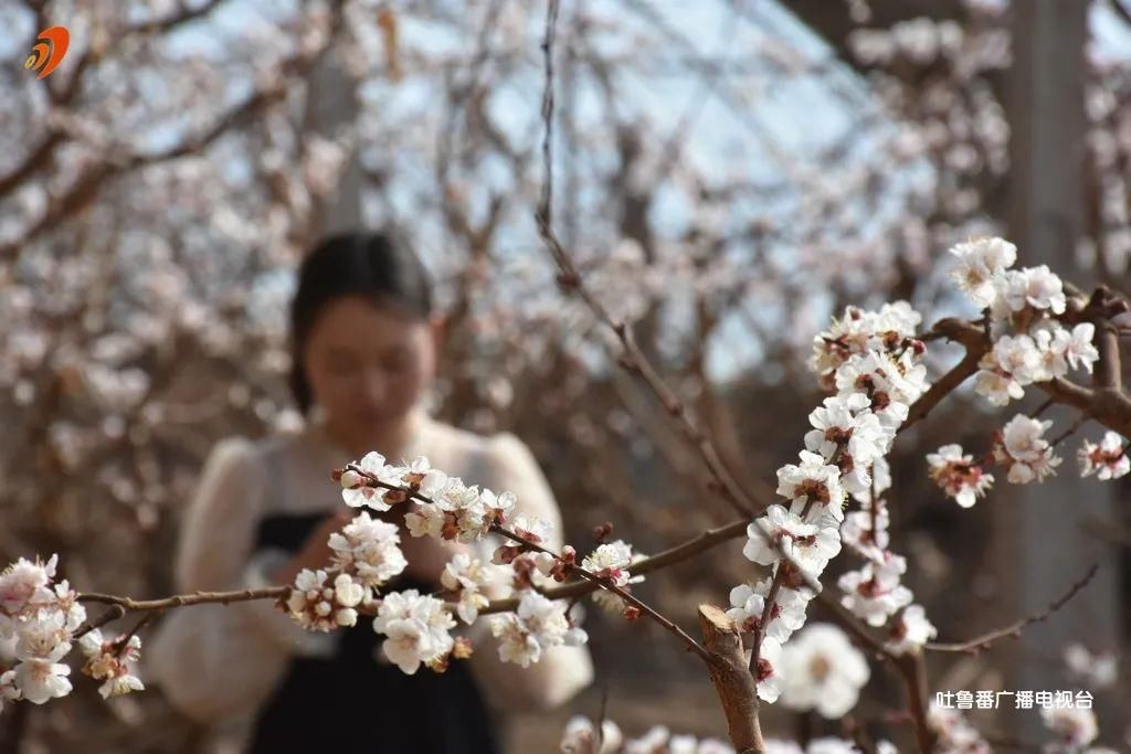 老年|吐鲁番大棚杏花喜迎春