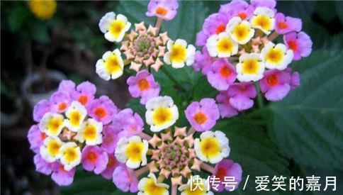 花草|家里养上4种花，百花齐放，鲜艳无比，开成百花园！