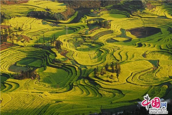 古剑|云南罗平：百万亩油菜花绽放 春节赏花正当时