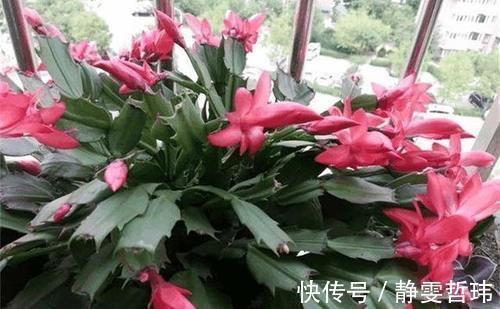 蟹爪兰不开花，2种废渣家家都有，埋1点花芽猛长，花爆盆