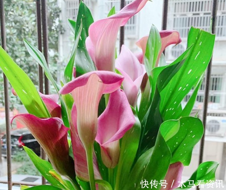 “5种花”浇不死,浇水越多,长得越旺,开出漂亮花,随心浇!