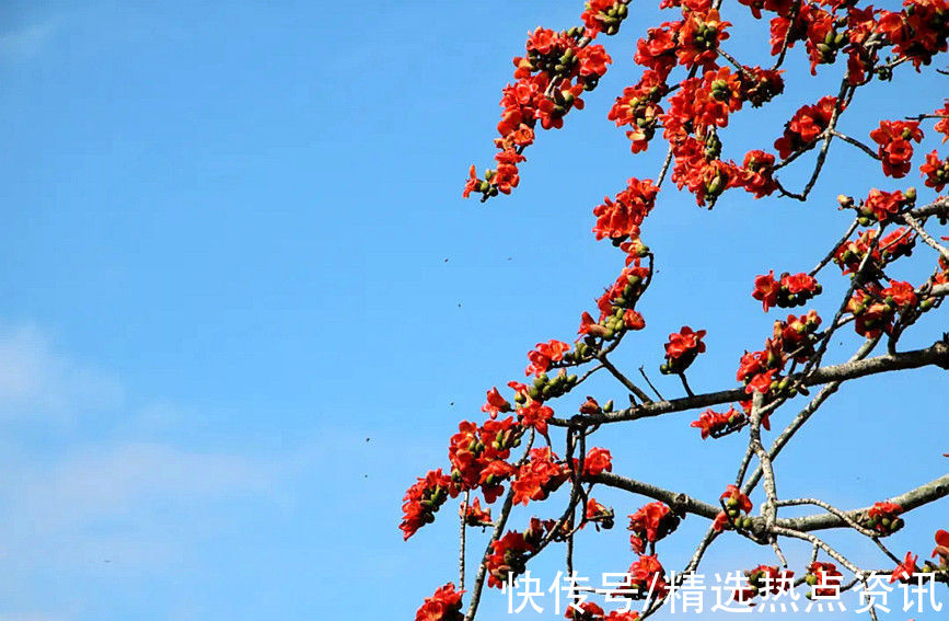 东方|海南东方：红红火火 木棉花开迎春来