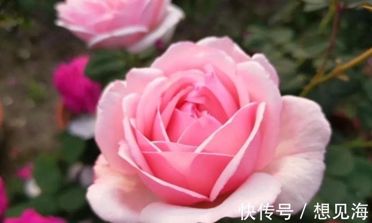 金鱼草|好养又漂亮的几款花卉,不闻不问,花开爆盆美如花