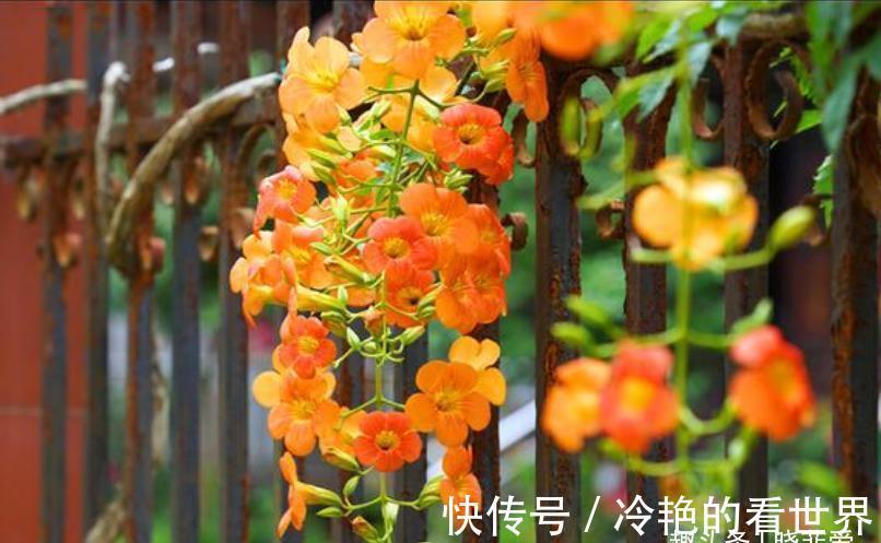 漂亮花|三种“漂亮花”，好养颜值高，却被花友“嫌弃”，不是没道理