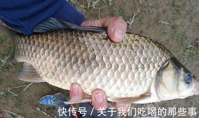 繁殖|才知道,鲫鱼分“野生鲫”和“杂交鲫”,区别很大,弄懂买不吃亏
