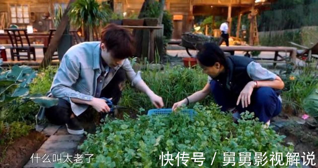 向往的生活5|《向往的生活5》何炅等人抓泥鰍,張藝興害怕,想出妙招應(yīng)對?