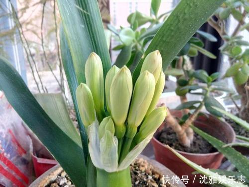 营养物质|君子兰长得慢、不开花2种肥扔盆里，注意几点，轻松开爆盆