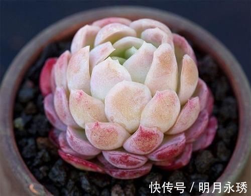 阳台党|这6款多肉被花友捧得很高，其实并不适合阳台党，尤其是最后两种