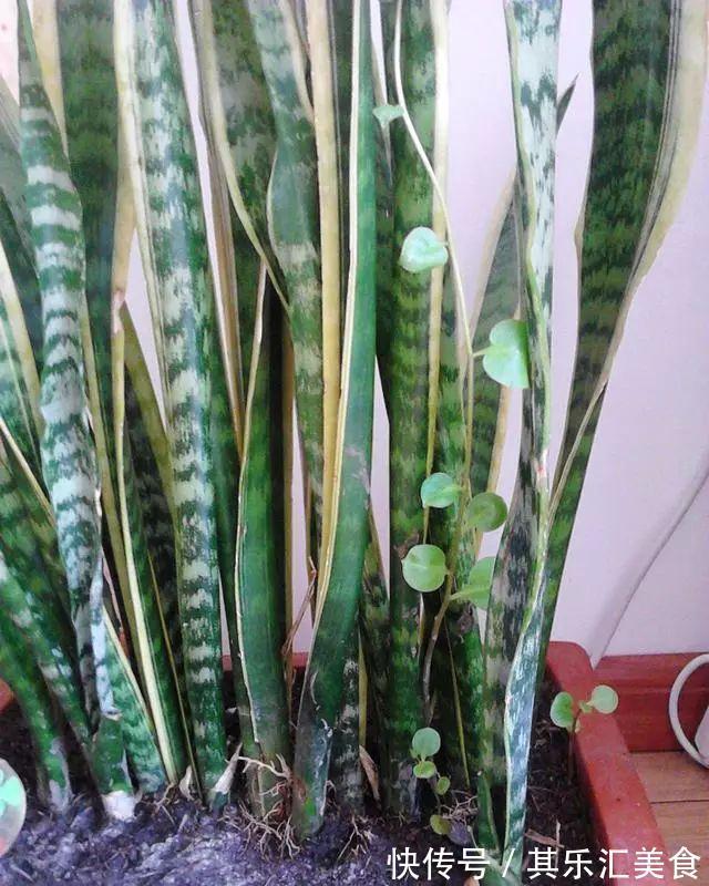 养虎皮兰，记住这一关键点，叶片饱满壮实，一次冒10芽，长爆盆