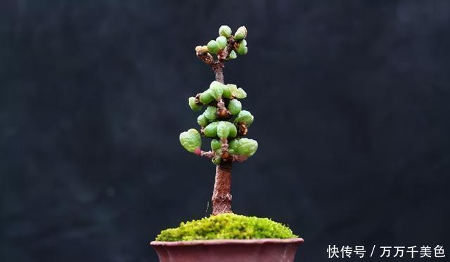 多肉饿着养,个个土肥圆,越矮越小越值钱