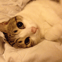 |搞笑动图:小家伙,躺着卖萌噶哈呢!