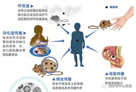 西安市|一地出现多例出血热患者！会人传人吗？上海出现过吗？草莓还能不能吃？