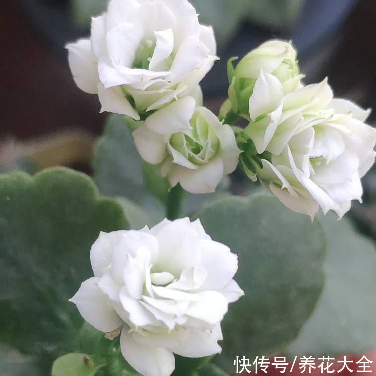 新买来的花，一上来就晒，花苞全掉光