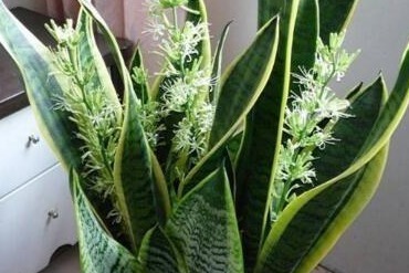 李大爷养虎皮兰，扔盆“2小东西”，根强、芽多、花满盆，好用！