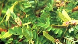 鸡骨草|每日一中药——鸡骨草