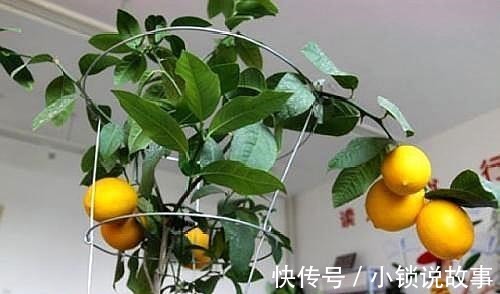 柠檬|3种果树养“阳台”，水果再贵也不怕，自己种的有，想吃就去摘