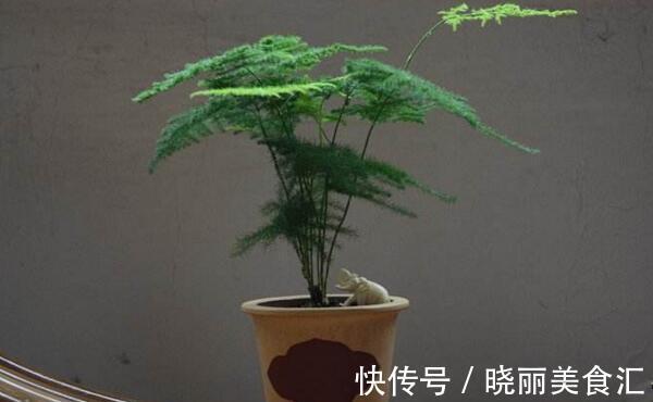 有机肥|每次浇花后及时打开窗户通风,以消除盆地土壤中多余的水分