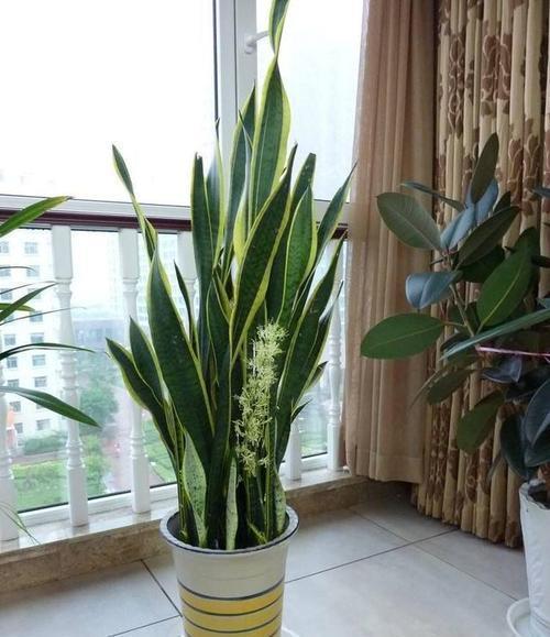 冬天|3种盆栽花卉,冬天也能扦插,摘把叶子丢土里,一盆变多盆!