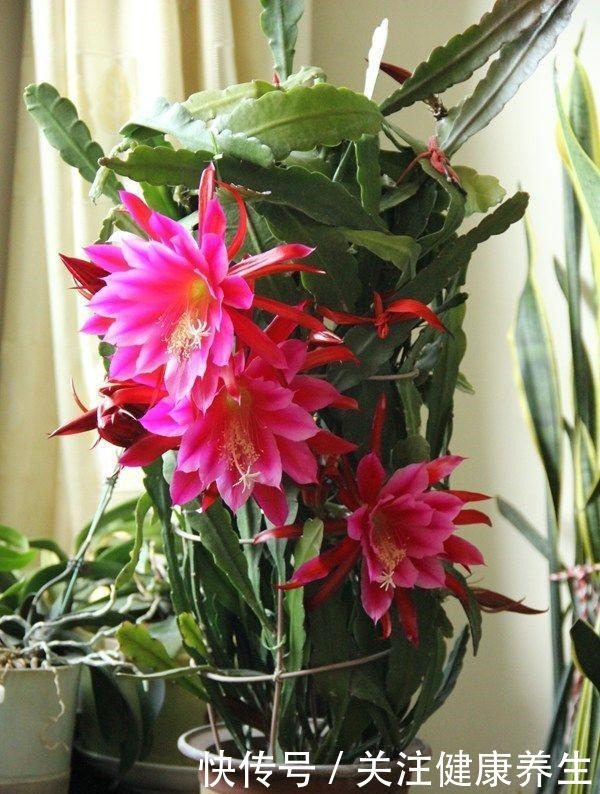 此款盆栽仙人掌,花美似荷花,观赏价值高,室内也能种,值得拥有!
