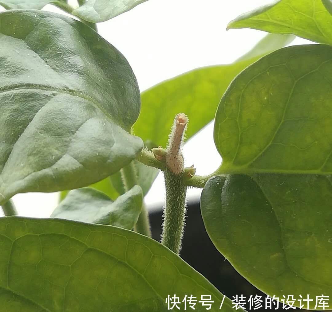 发黄|茉莉扦插成活后,叶片发黄原因和解决办法,你都清楚吗