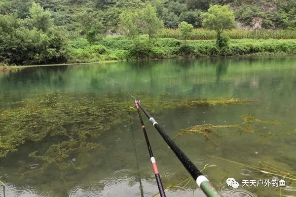  鲫鱼|钓鱼不钓草，完全瞎胡跑找个草窝就开钓，那离“扑空”不远了