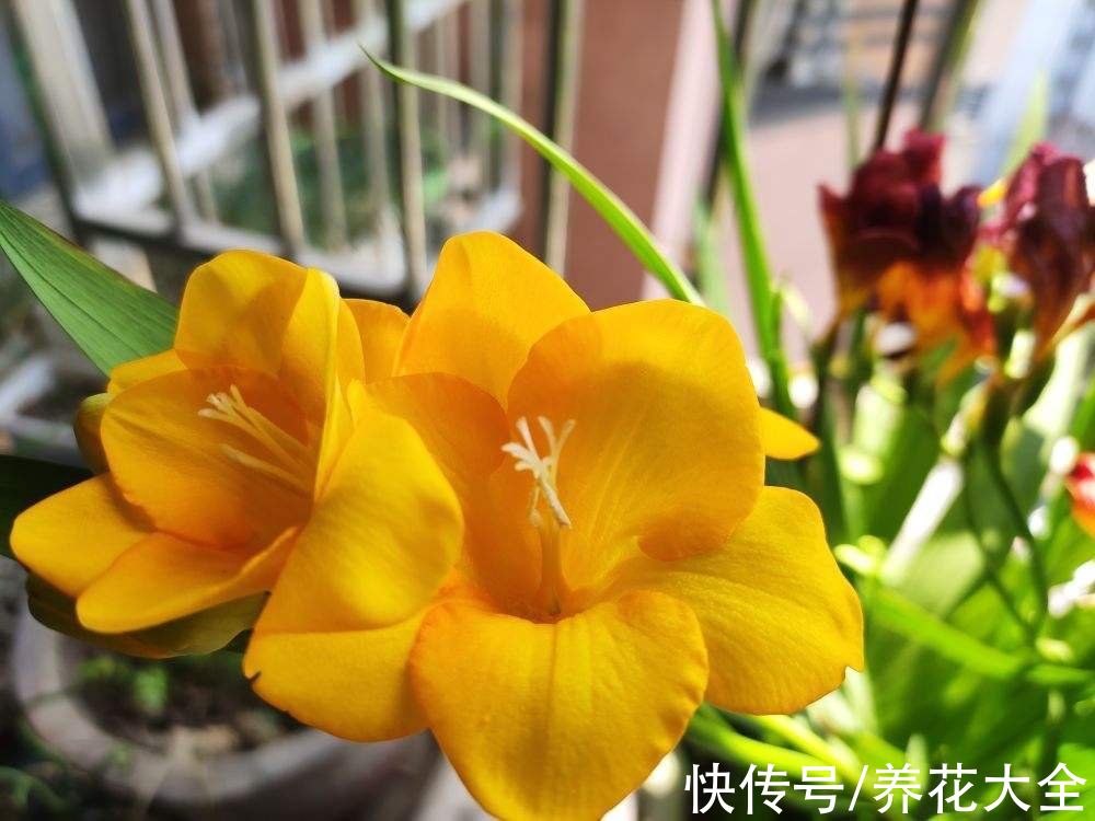 香水花|5种著名的“香水花”，满屋子都是香味，真是“活香水”
