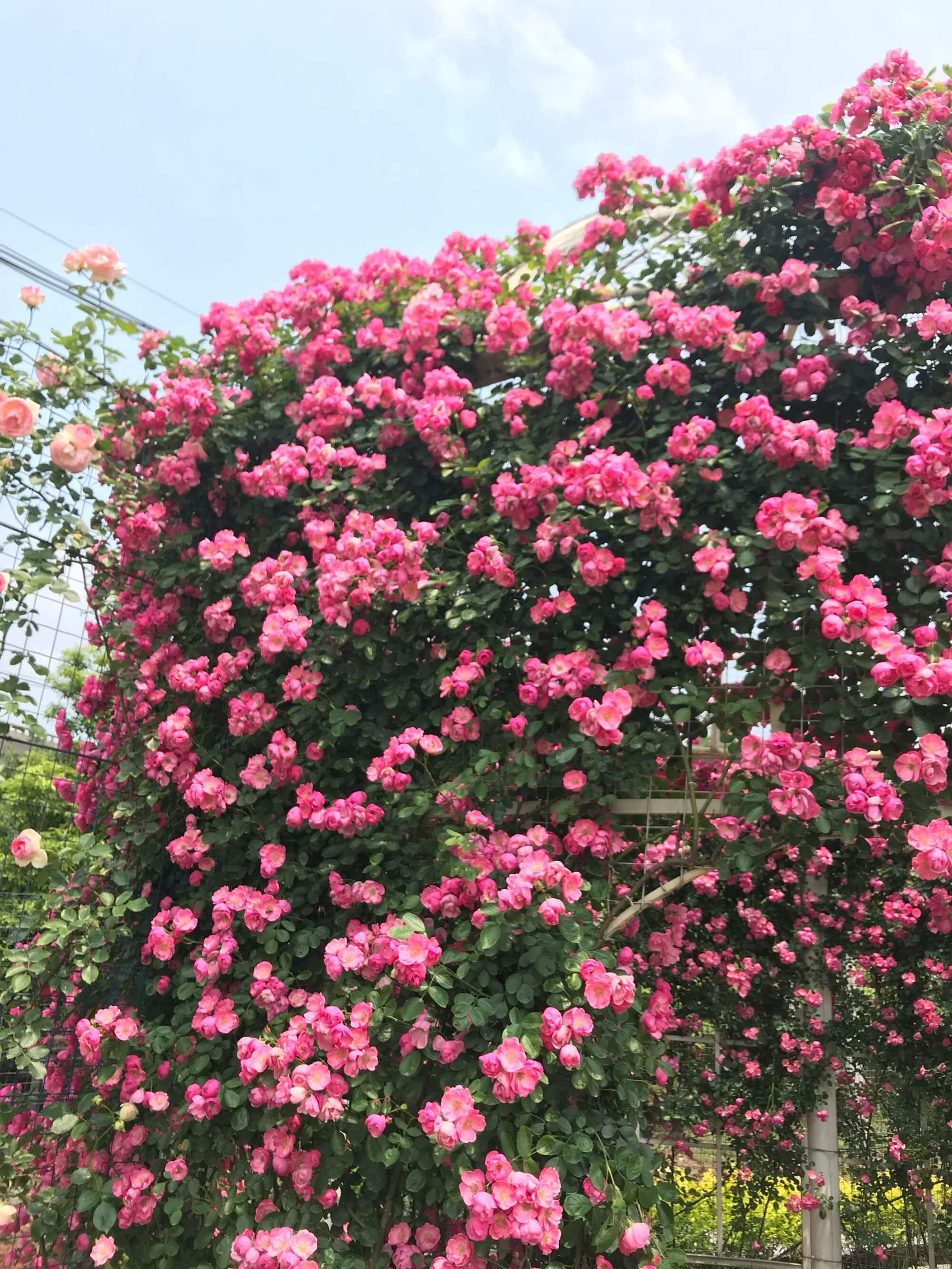 天使|花量超多，容易开成花海，四季开花不停，这种藤本花卉，值得拥有