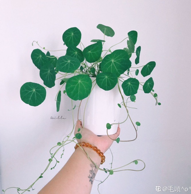 山中草药“金不换”，叶子圆圆能聚财，人人都抢着养！