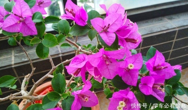 根系|给三角梅换盆,3件事情不能做,否则一年不开花,甚至会烂根!