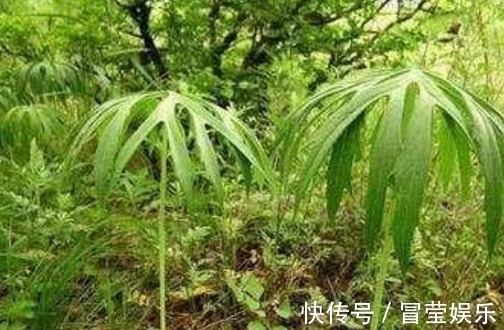 兔伞|乡下野草看起来像一把破伞，但很值钱，当你遇到它请珍惜