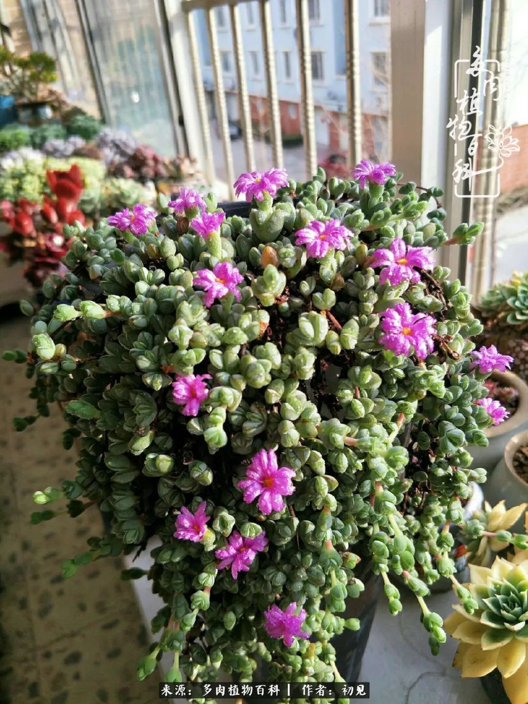 养多肉四周年，从初见到爱恋！幸福一直藏在浅薄的日子里！