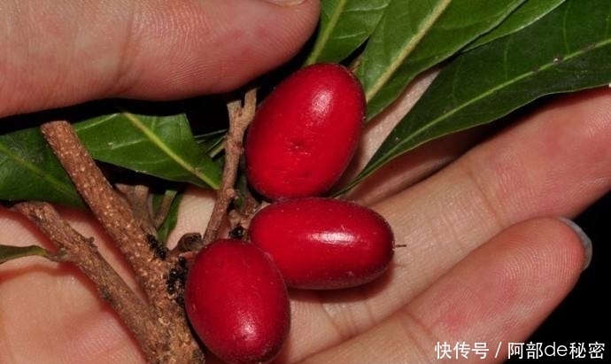 不想|女性不想过早衰老,可常吃此果,美白,防癌,降三高,越来越年轻