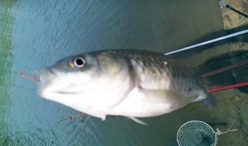 大爷就是大爷,为了钓鱼真是下血本,这才是真正的钓鱼人