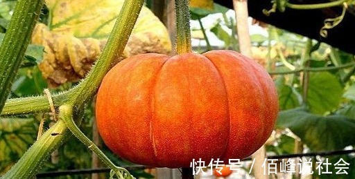 降糖|吃南瓜是降糖,还是升糖,不要相信不靠谱的传言,要相信科学