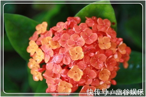 长寿花就好“这一口”,喂足了,叶片油绿发亮,开成“大花球”