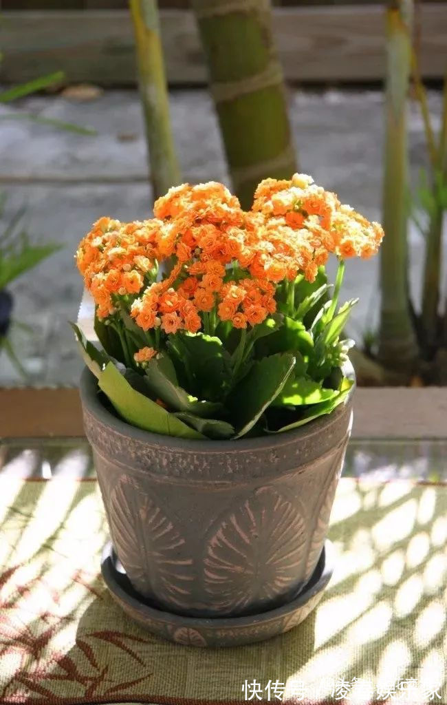 一年四季可以养在室内的开花植物和观叶植物,附新手养护教程