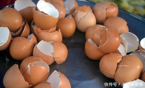 你丢掉的鸡蛋壳,我用来养花,直接碾碎就能用,根系又粗又壮!