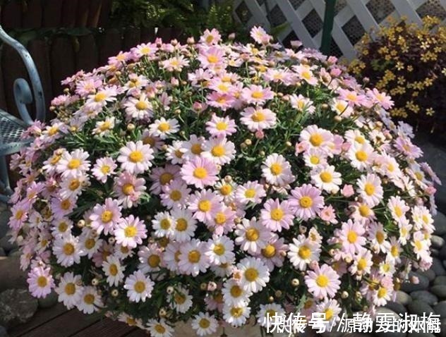 长高|家中常见的4种花,不能让它长太高,一长高就得剪,越剪越开花!