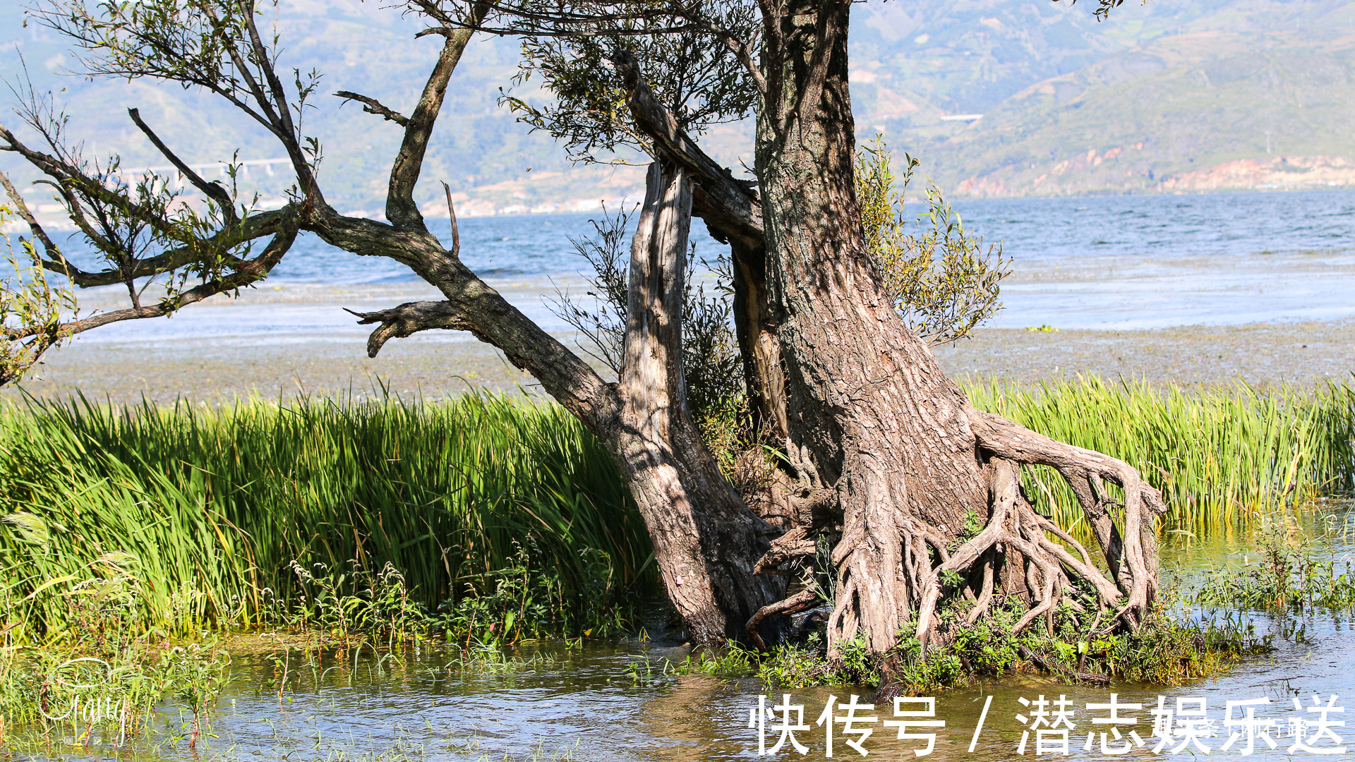 枯藤|大理最不起眼的海舌公园，洱海边上的枯藤老树成人们最爱的打卡点