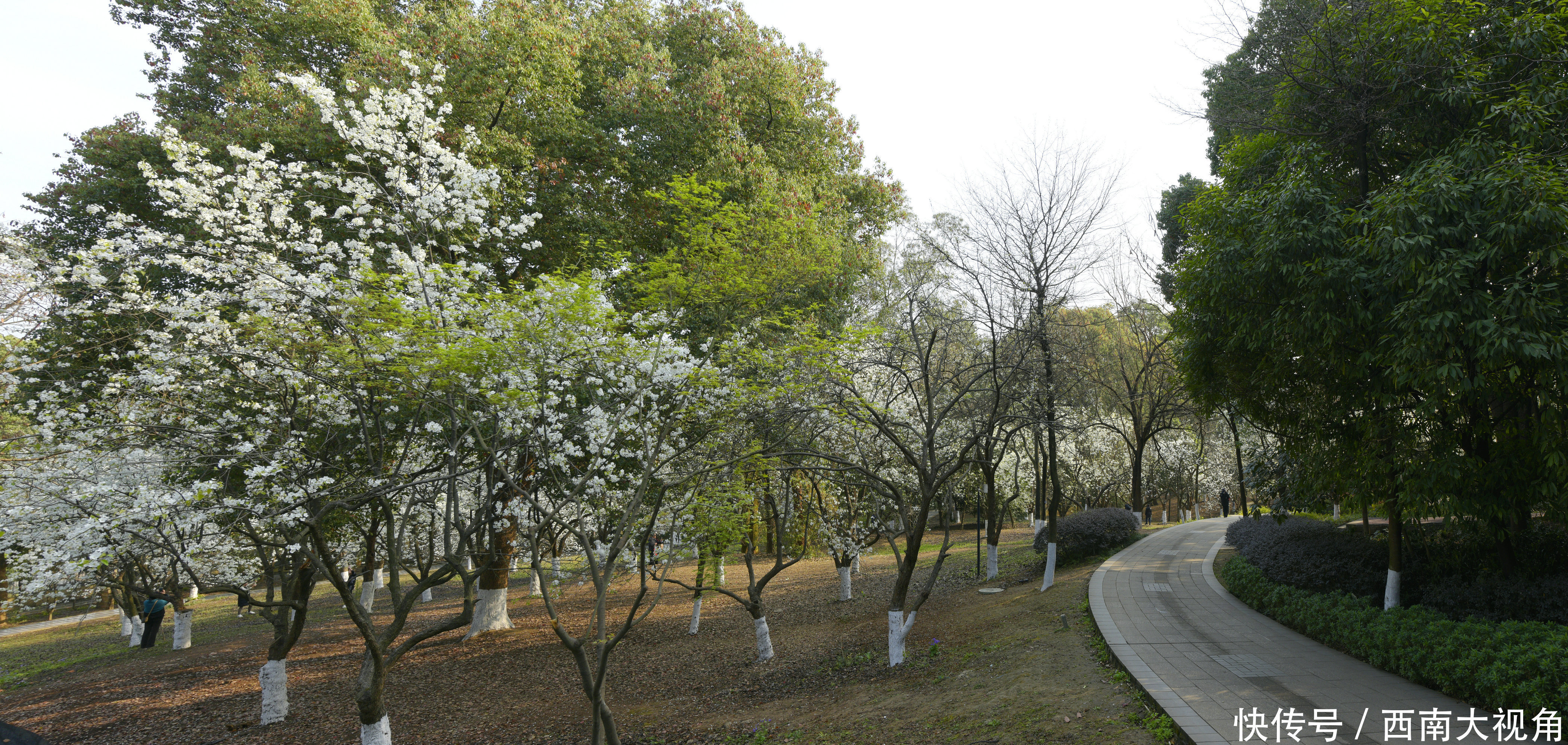 人间天上雪，怎比一树白？成都市植物园梨花盛开 八方来客簇拥来