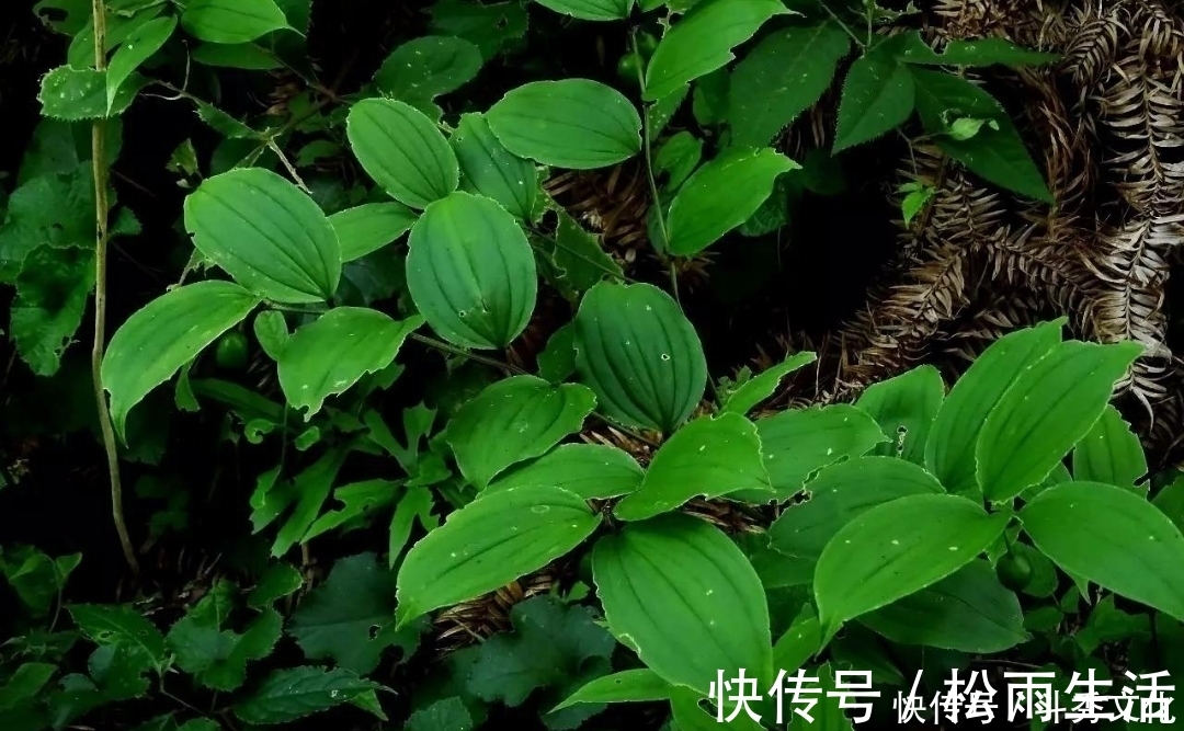 草根|十个人九个腰疼,此草根冲酒服,腰不疼了,腿不酸了,早知早健康