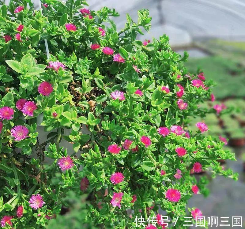 8种花“作用大”,香气满屋能泡茶,你养着花漂亮,花养着你健康